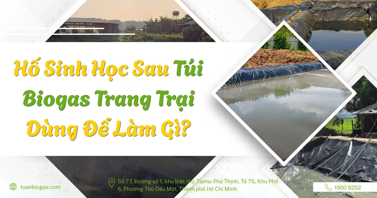Hố Sinh Học Sau Túi Biogas Trang Trại Dùng Để Làm Gì?